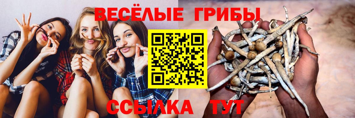 Галлюциногенные грибы Psilocybe  Галлюциногенные грибы мухоморы  Вход с VPN  Сосновый Бор 